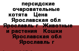 персидские очаровательные   котята › Цена ­ 3 000 - Ярославская обл., Ярославль г. Животные и растения » Кошки   . Ярославская обл.,Ярославль г.